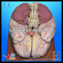 Modelo anatômico avançado de cérebro humano humano